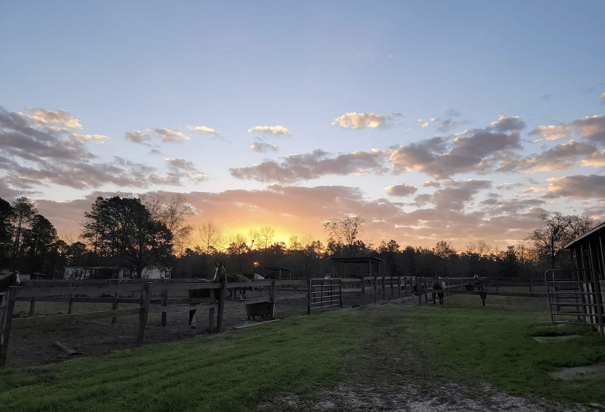 Sun is rising over the pastures at J & S. A sorrel gelding is waiting to breakfast at the fence line.