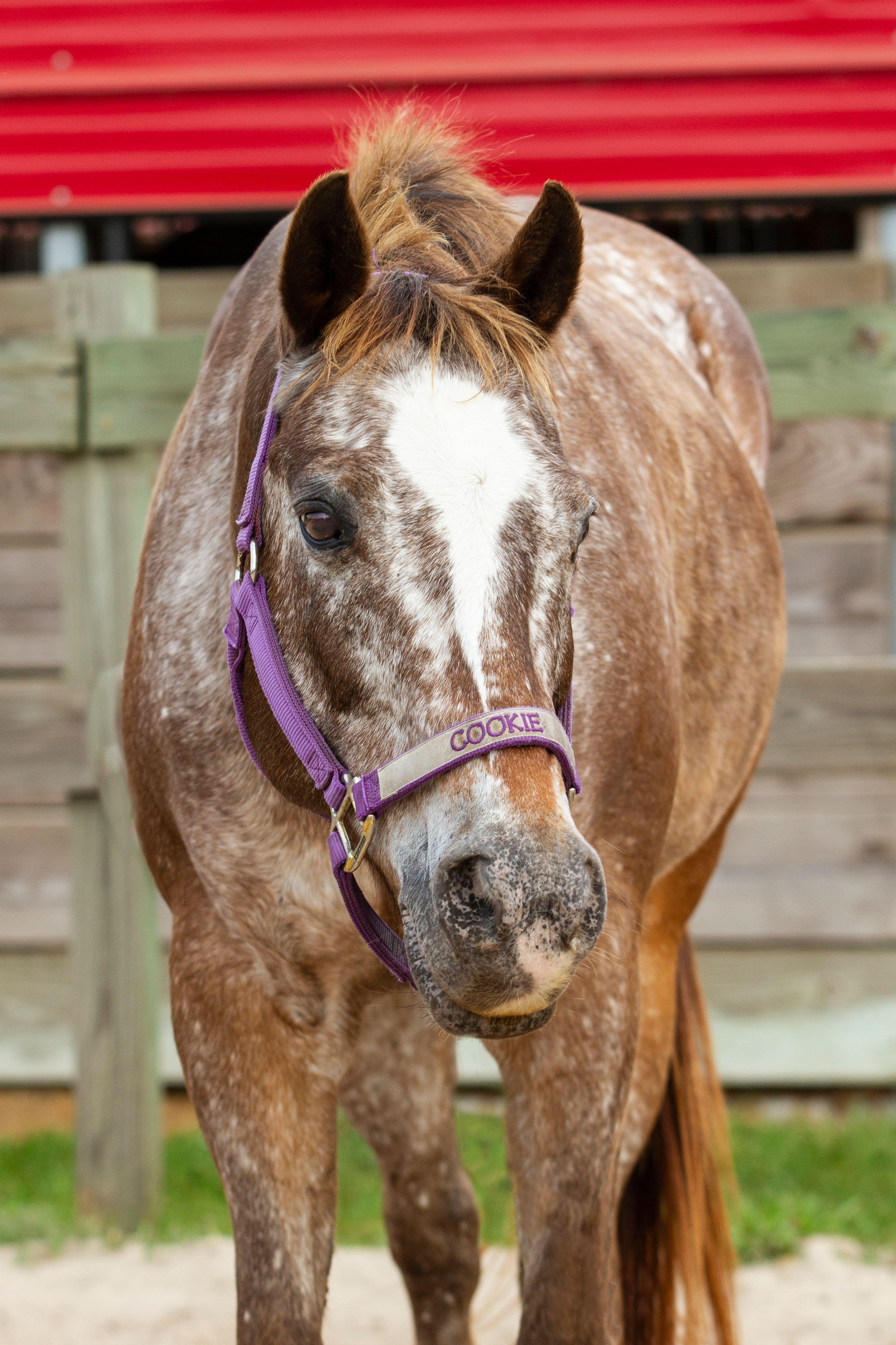 Cookie is an English lesson pony at J & S Performance Horses. She is a brown and white pony with a star, wearing a purple and gray halter with her name on it.