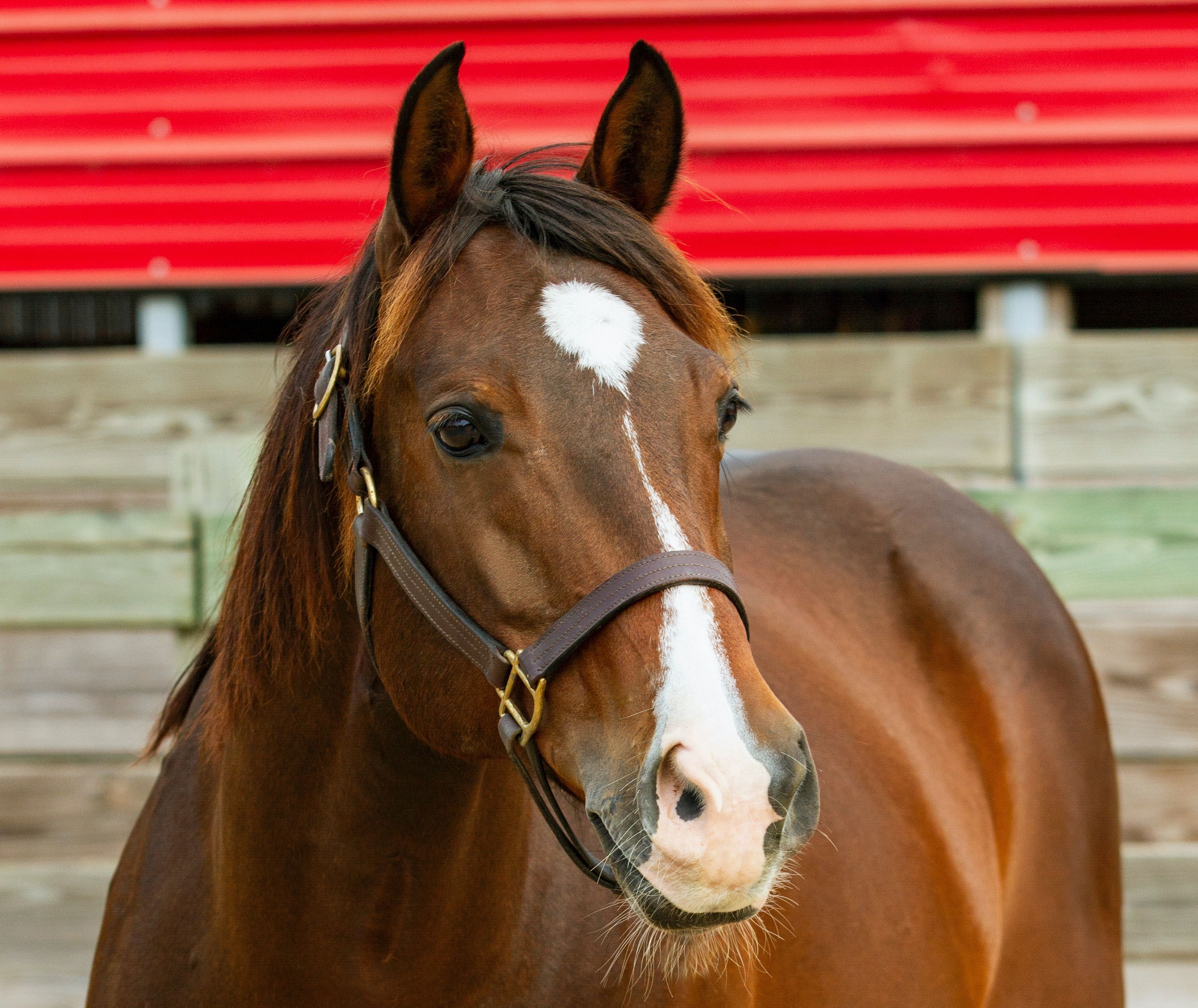 Kali is a lesson horse at J & S Performance Horses. She is a bay mare with a connected star and snip, wearing a leather halter.
