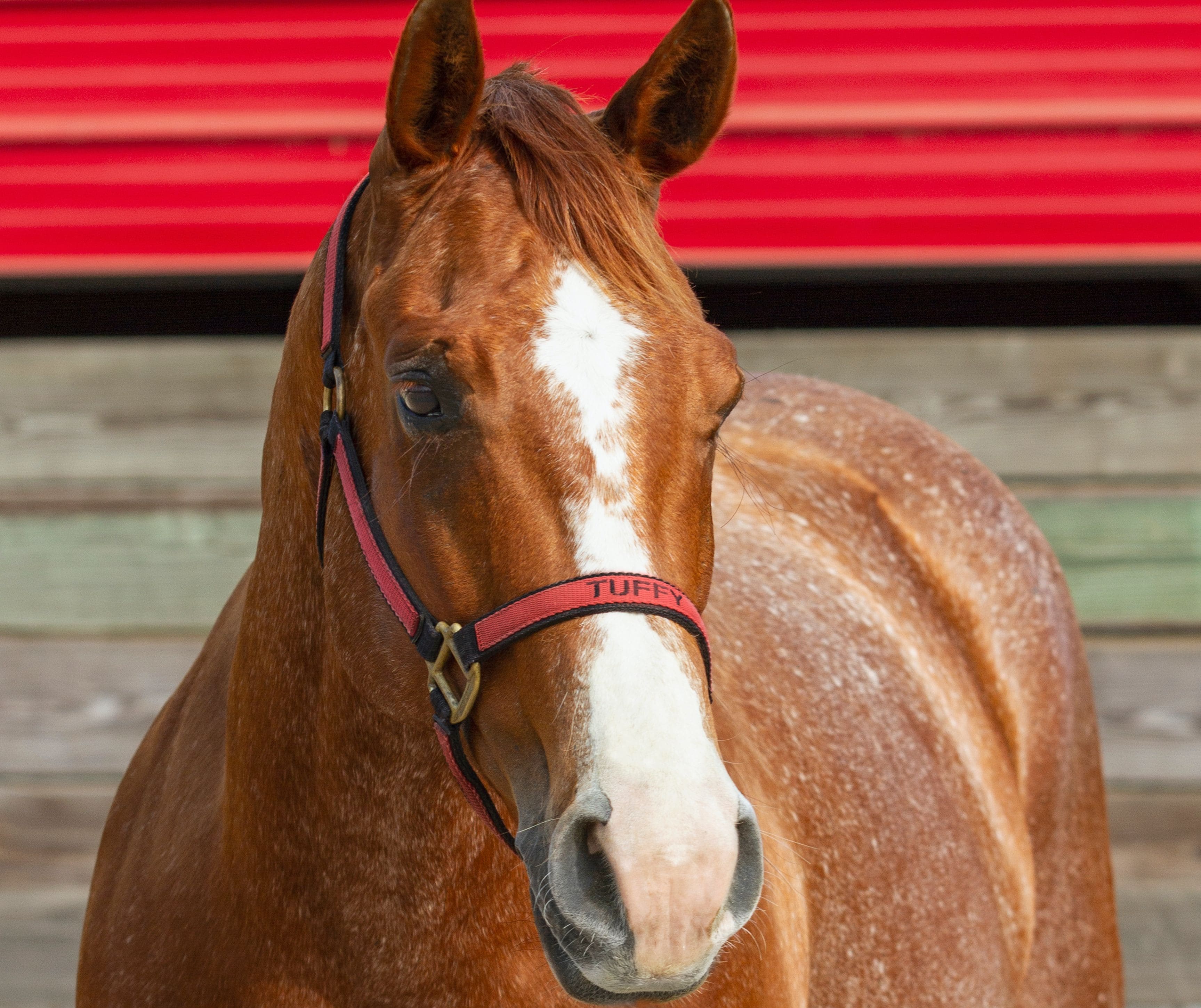 Tuffy is a lesson horse at J & S Performance Horses. He is a red roan gelding with a blaze, wearing a red and black halter with his name on it