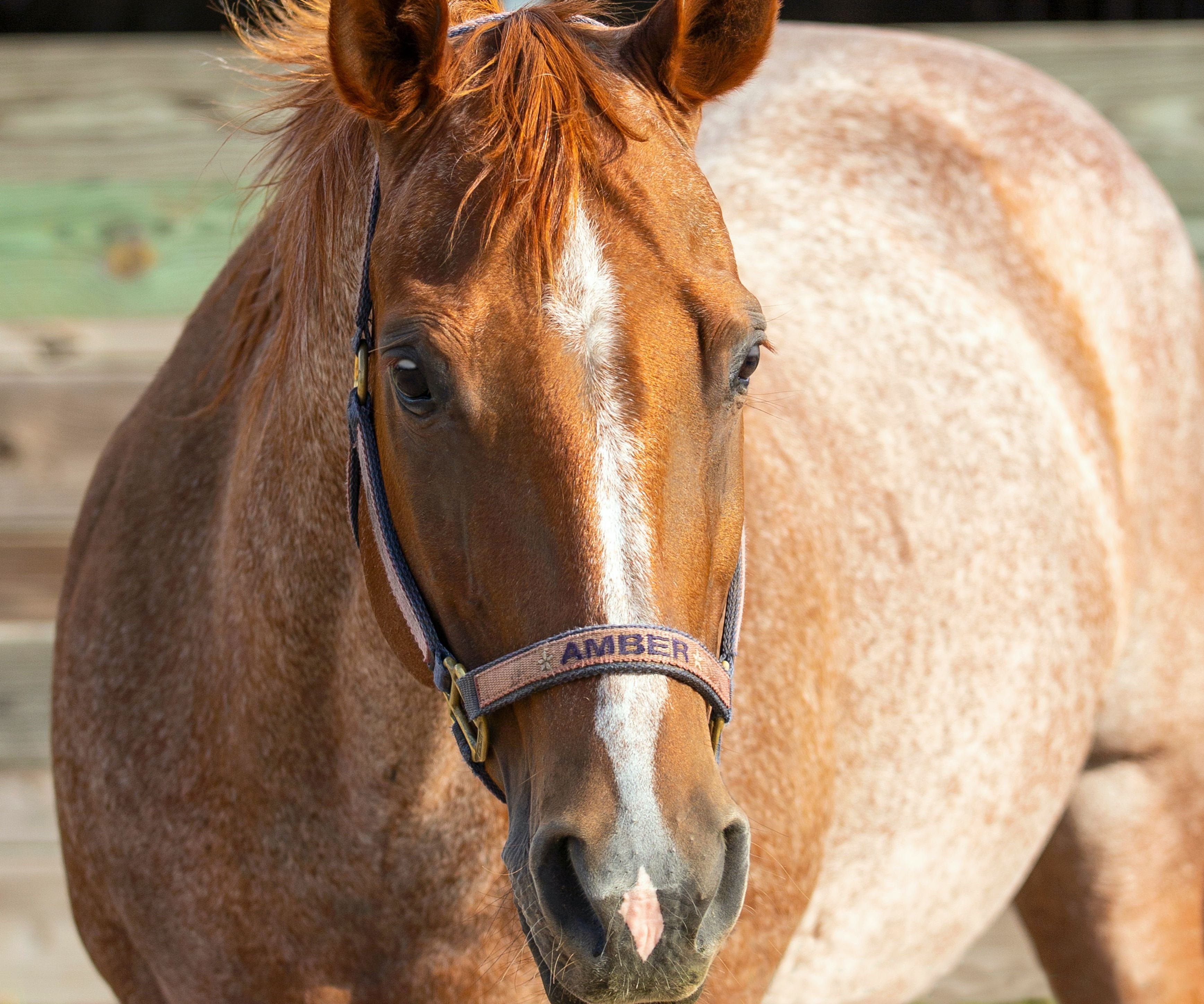 Lucky is a lesson horse at J & S Performance Horses. He is a palomino gelding with a blaze, wearing a red and black halter with his name on it.