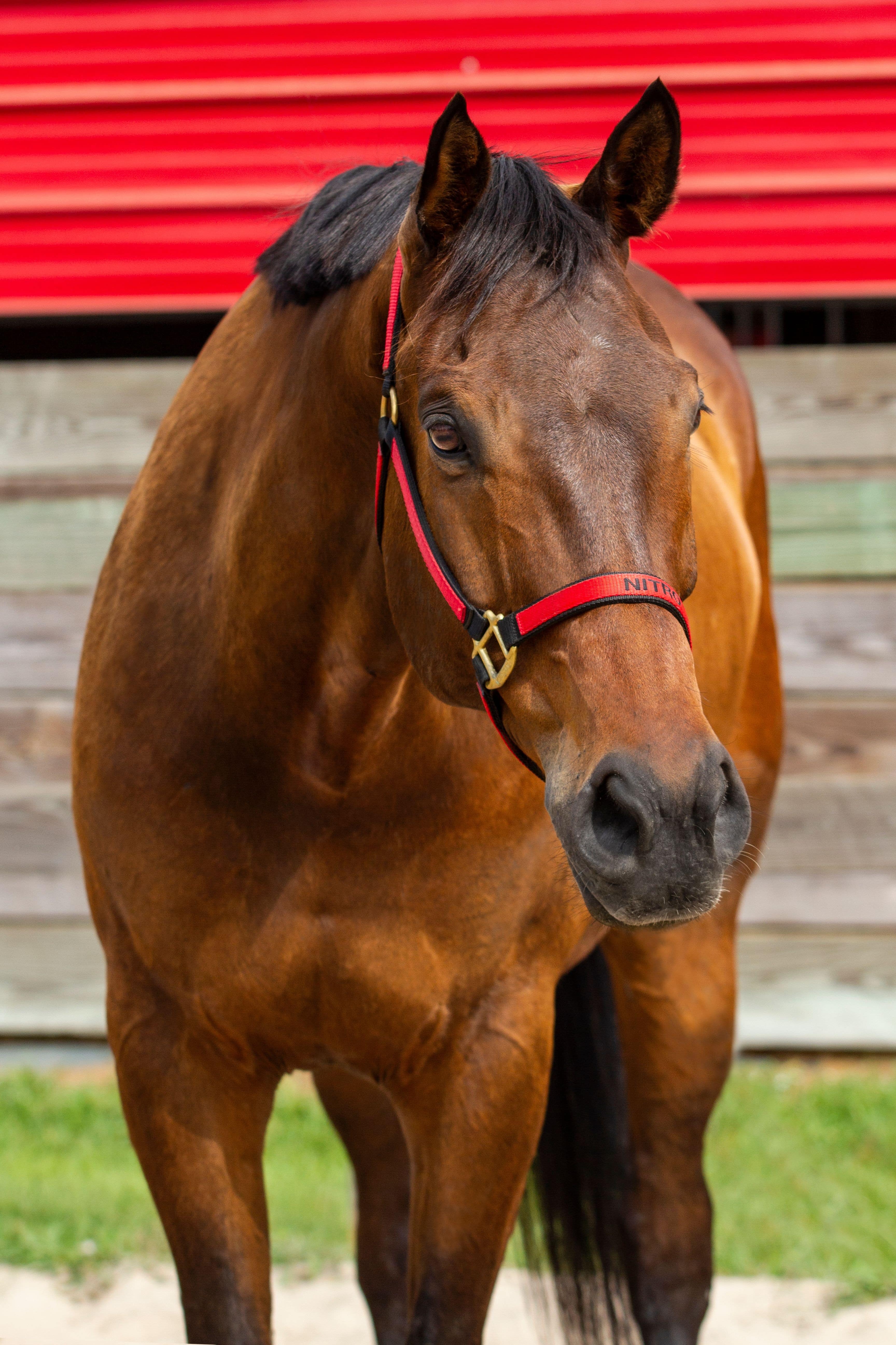 Nitro is an English and Western lesson horse at J & S Performance Horses. He is a bay gelding, wearing a red and black halter with his name on it.