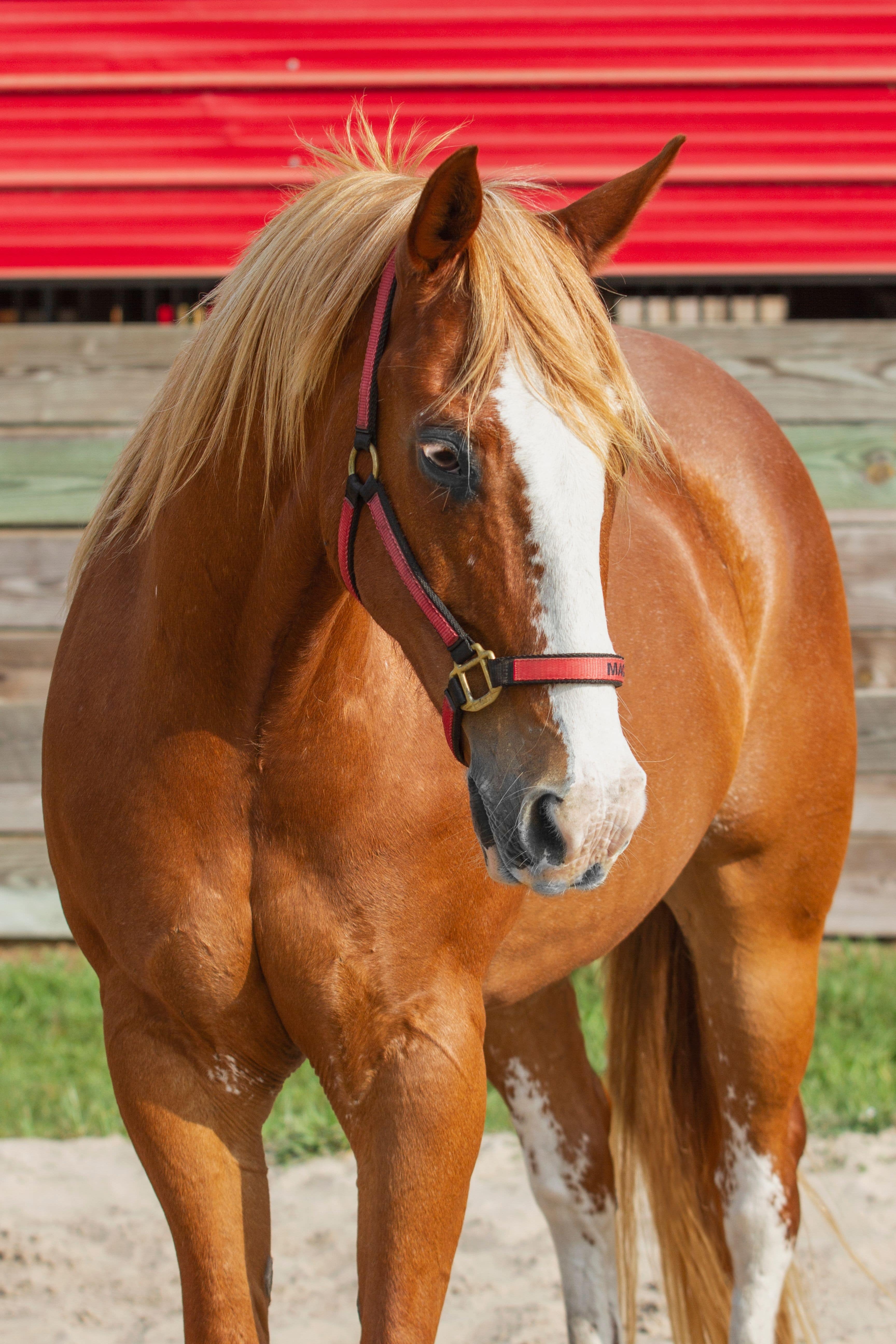 Mac is a lesson horse at J & S Performance Horses. He is a sorrel gelding with a blaze and flaxen mane, wearing a red and black halter with his name on it.
