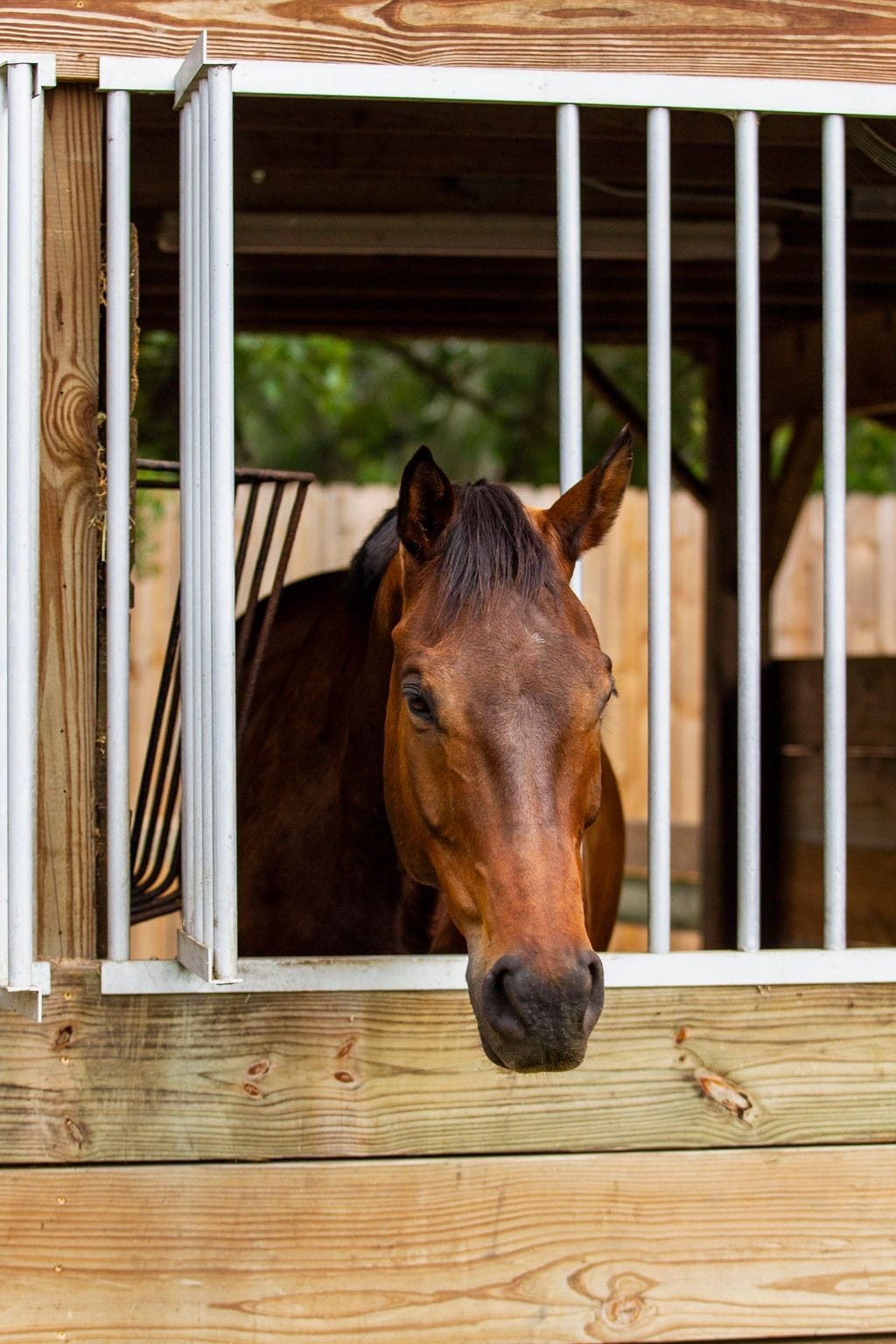 A bay gelding is looking out of an open aluminum stall window at the camera.